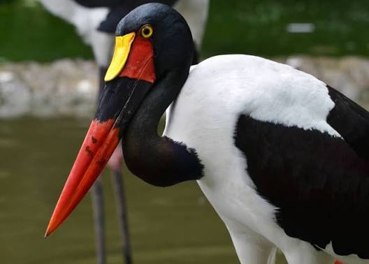 East Africa's Top 50 Bird Species for Your Life List