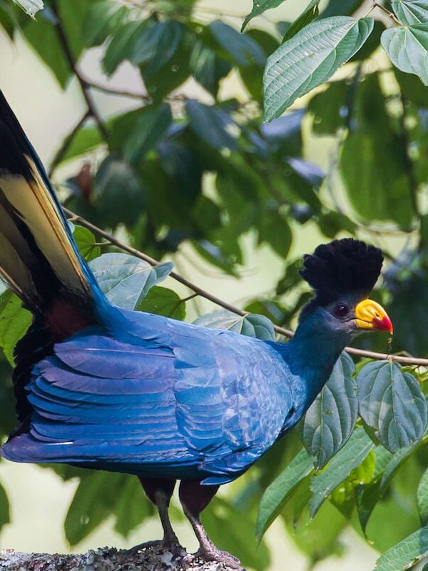 Top 20 Must See Birds in Uganda for First Time Visitors