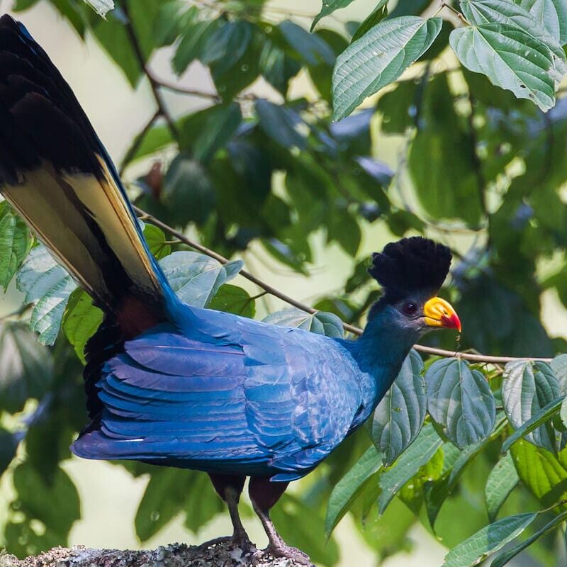 top-must-see-birds Top 20 Must-See Birds in Uganda for First-Time Visitors