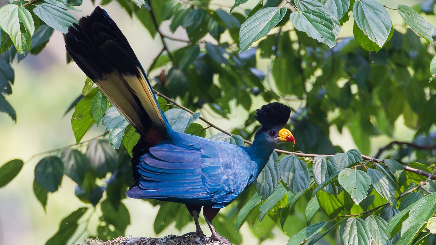 Top 20 Must See Birds in Uganda for First Time Visitors