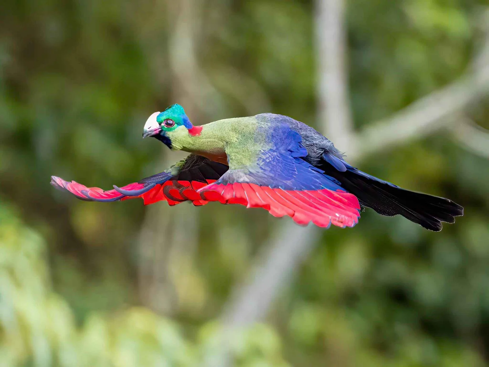 Colorful turaco perched among lush green forest branches during Kenya birding adventure.