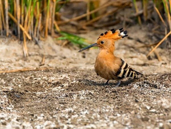 Two Weeks in Tanzania: A Complete Birding Itinerary