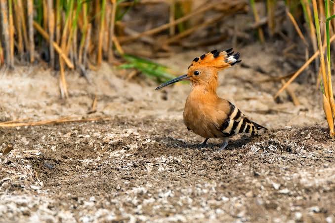 Two Weeks in Tanzania: A Complete Birding Itinerary
