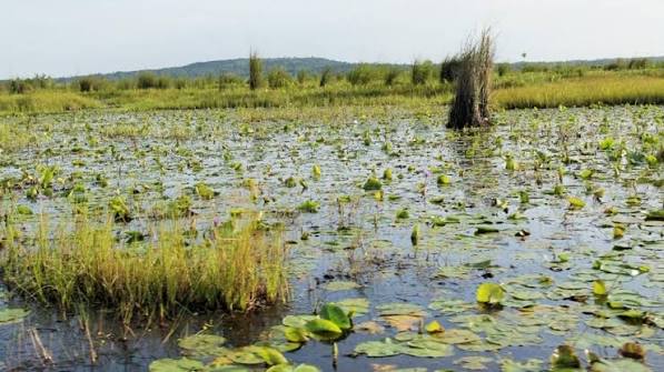 Uganda's Wetlands Changed How I Travel