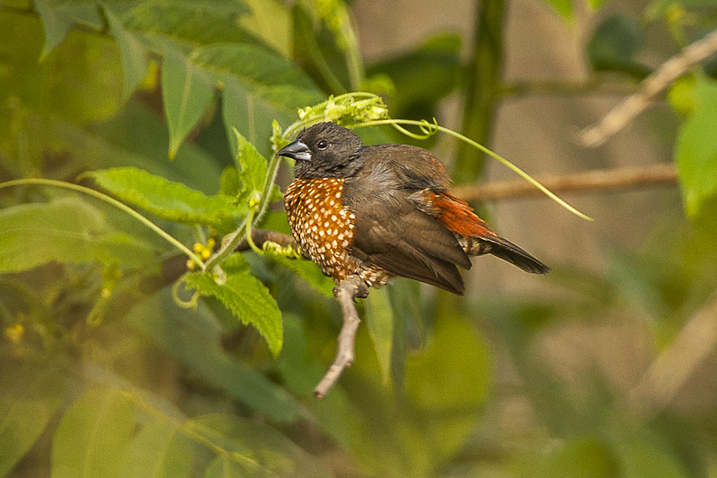 African Green Broadbill perched quietly among lush green foliage in Uganda’s mountain forest.