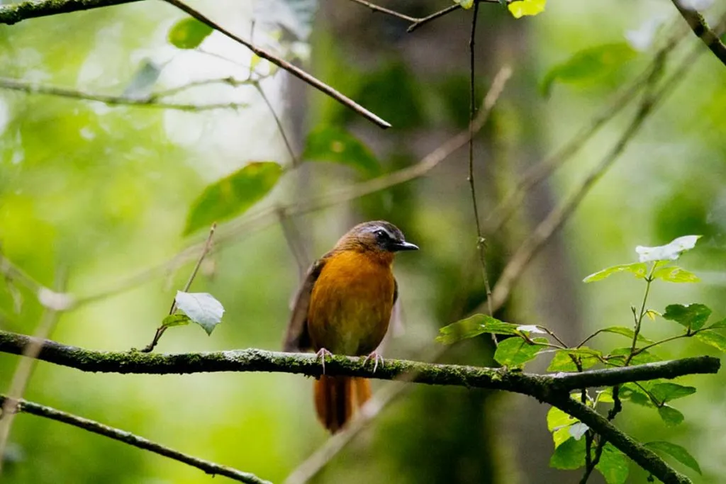 Uganda’s Albertine Rift forest filled with rare endemic birds among lush mountain vegetation.