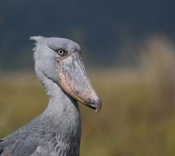 How Uganda Became the World's Best Shoebill Destination
