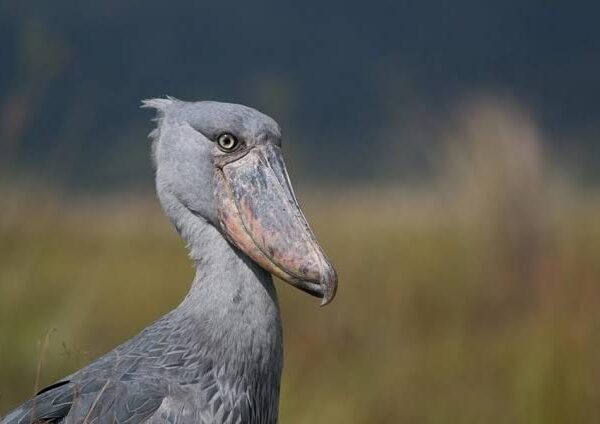 How Uganda Became the World's Best Shoebill Destination
