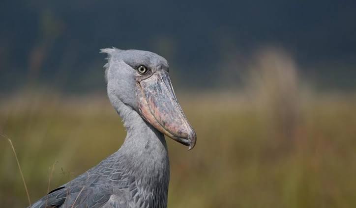 How Uganda Became the World's Best Shoebill Destination