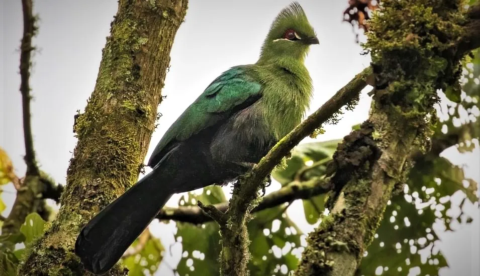 Uganda bird photographer capturing colorful birds in natural wetland habitat during morning light