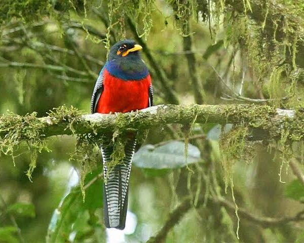 10 Reasons Uganda Is the Birding Destination in Africa