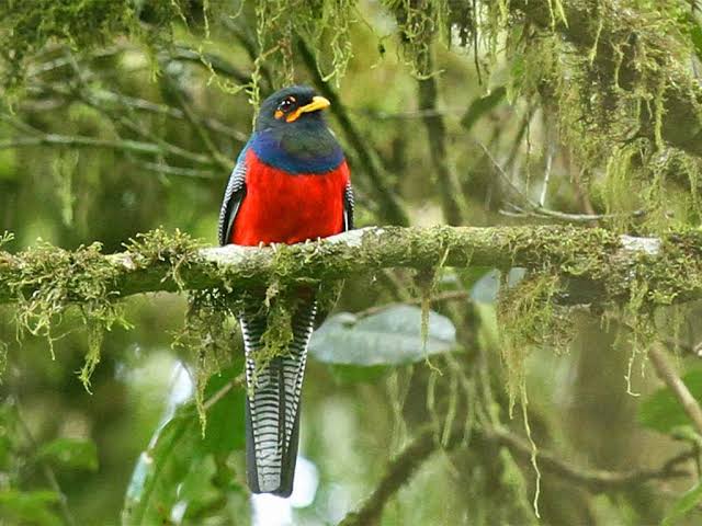 10 Reasons Uganda Is the Birding Destination in Africa
