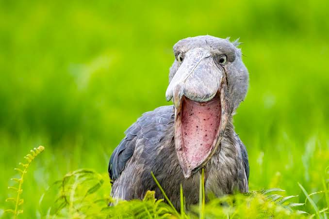 Shoebill stork standing quietly among papyrus wetlands during early morning bird watching excursion
