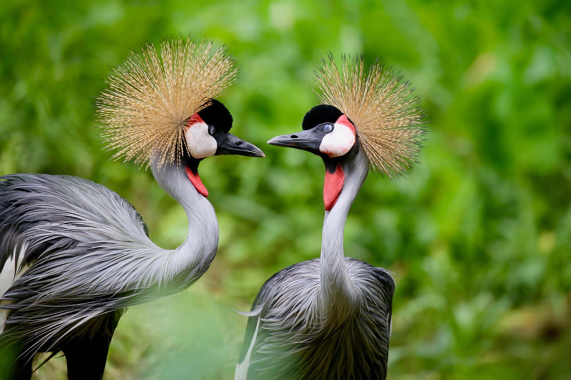 Birding adventure in Uganda and Kenya featuring colorful species across diverse landscapes