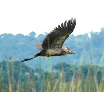 Shoebill in Uganda vs  Zambia: Where Are Sightings Easier?