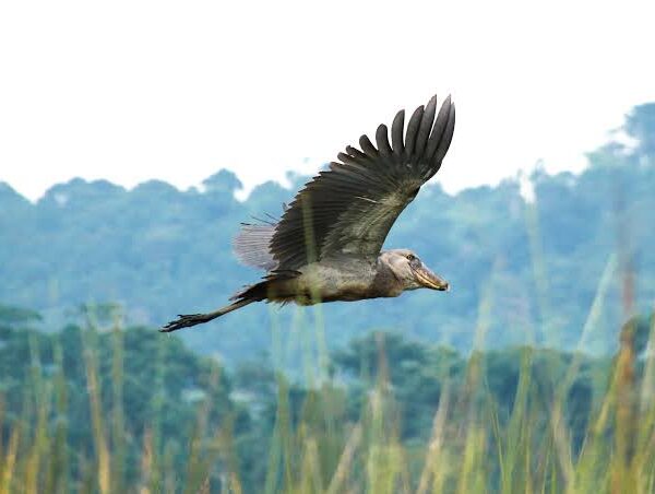 Shoebill in Uganda vs  Zambia: Where Are Sightings Easier?