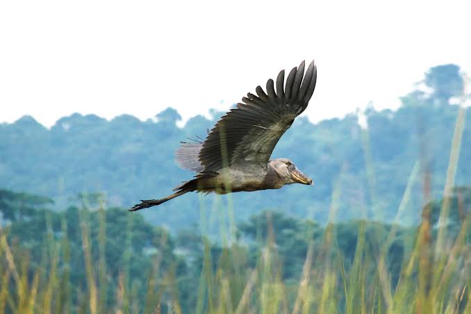 Shoebill in Uganda vs Zambia: Where Are Sightings Easier?