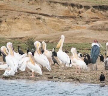 Rwanda vs Uganda Birding: Which Should You Choose?