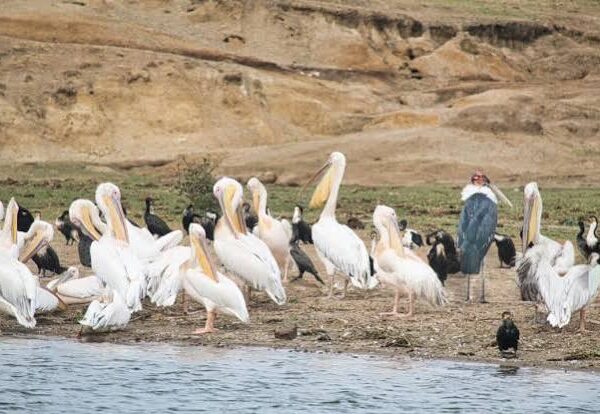 Rwanda vs Uganda Birding: Which Should You Choose?
