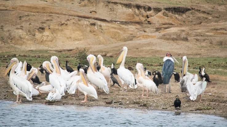 Rwanda vs Uganda Birding: Which Should You Choose?