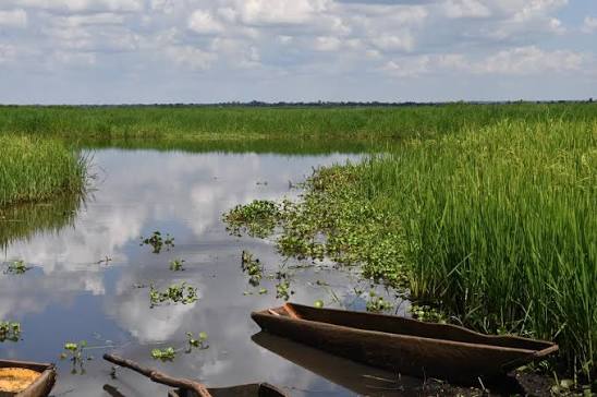 Peaceful wetlands surrounded by papyrus reeds reflecting morning light and tranquil waters.