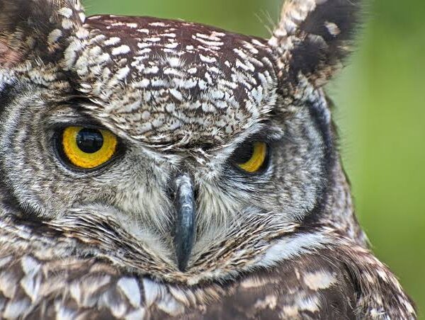 Verreaux's Eagle Owl: East Africa's Largest Owl