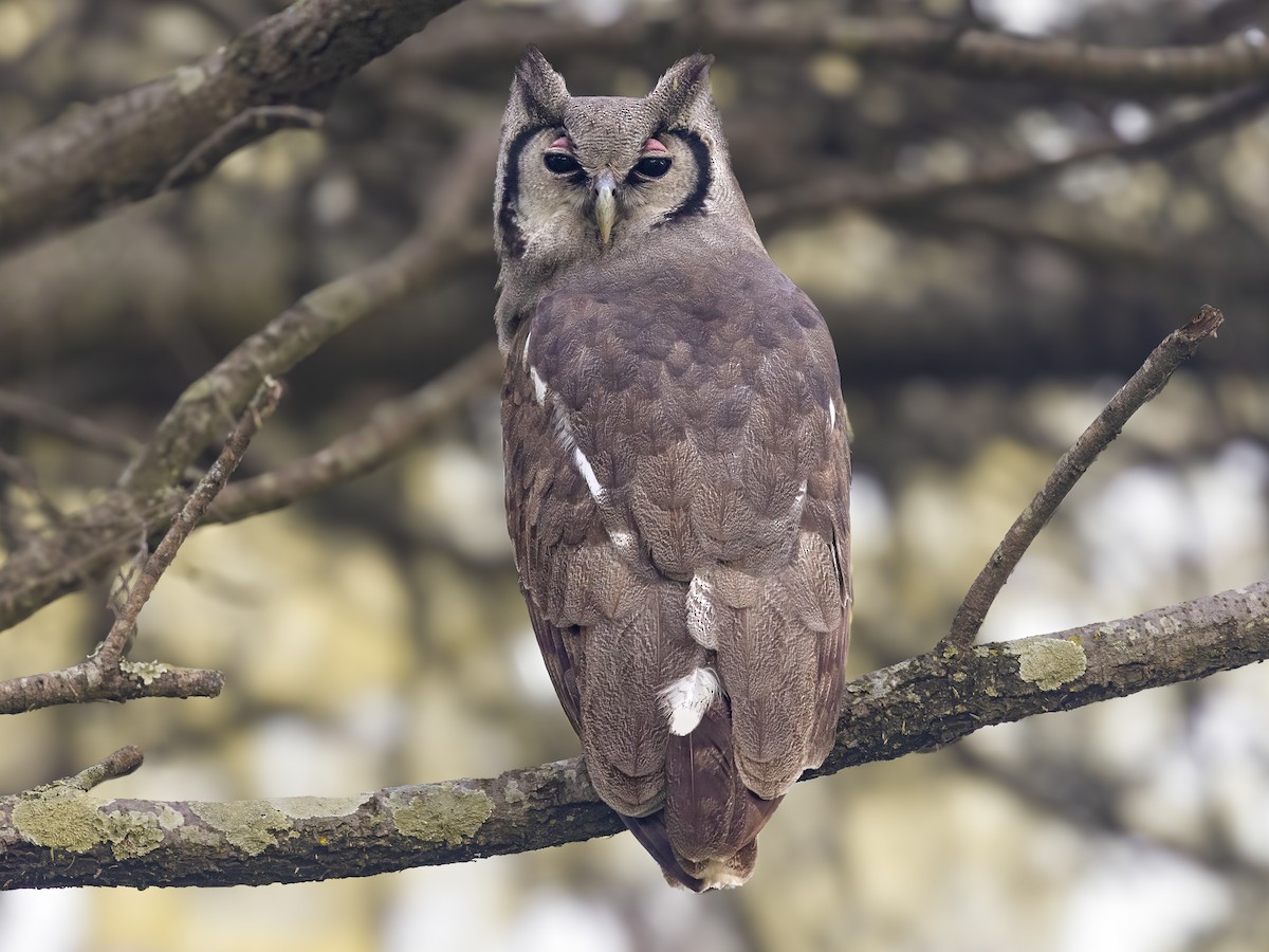 Verreaux's eagle-owl perched quietly in an East African woodland beneath evening skies
