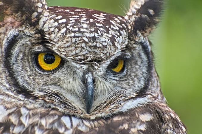 Verreaux's Eagle Owl: East Africa's Largest Owl