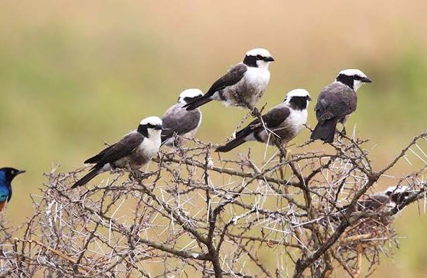 Best Time to Visit Tanzania for Birdwatching