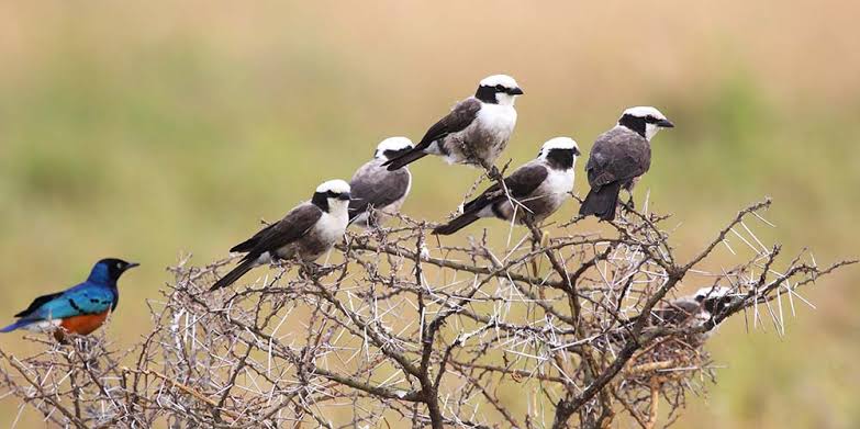 Best Time to Visit Tanzania for Birdwatching