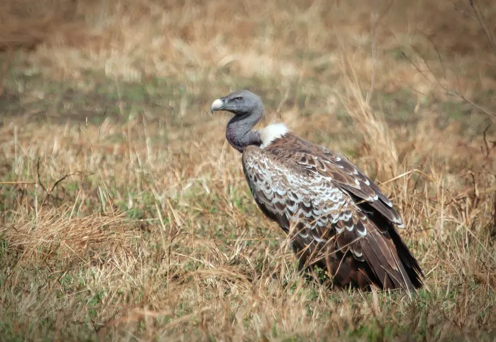 Vultures soaring above East Africa’s savanna, protecting ecosystems through natural scavenging and cleanup.