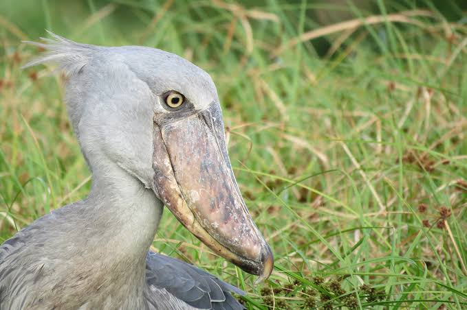 Majestic shoebill stork standing quietly among papyrus reeds in Mabamba Wetland at sunrise.
