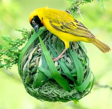 Weaverbird nests hanging among African savanna trees and grasses during breeding season.