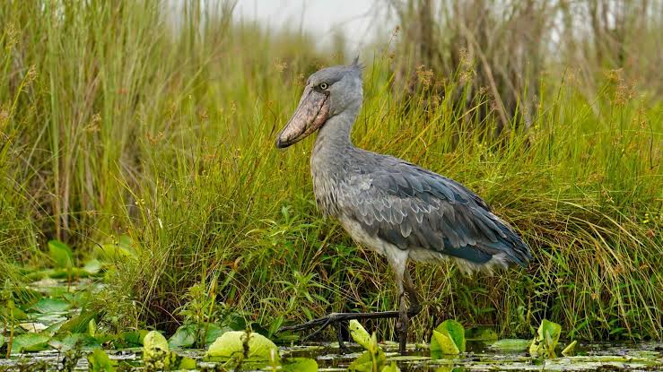 Shoebill walking through Uganda's wetlands surrounded by papyrus reeds during early morning light.