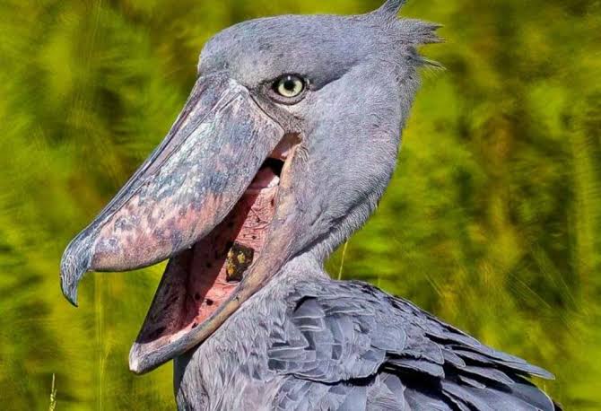Shoebill mouth open displaying massive bill beside papyrus wetlands in Uganda peacefully.