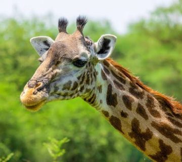 Close up giraffe portrait from a wildlife photography safari in Uganda