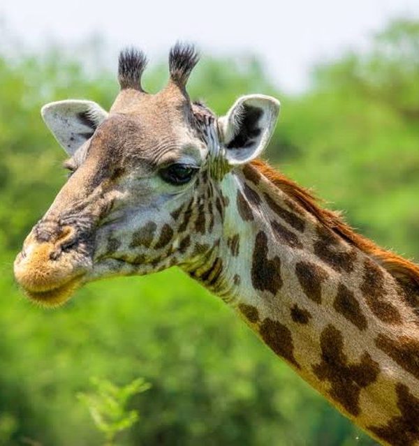 Close up giraffe portrait from a wildlife photography safari in Uganda