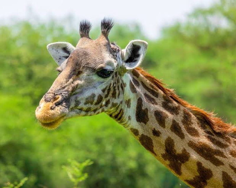 Close up giraffe portrait from a wildlife photography safari in Uganda
