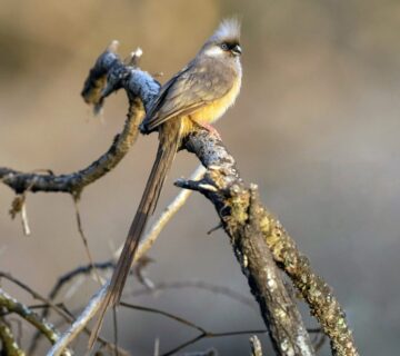 Zanzibar Birding: Coastal Species on the Spice Island