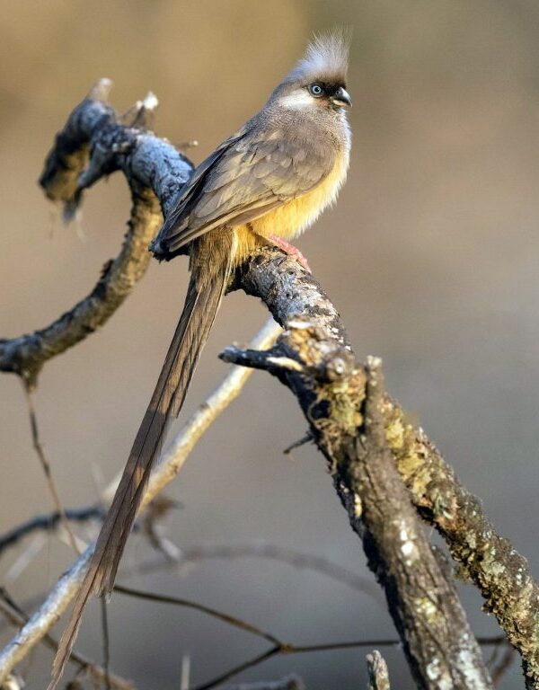 Zanzibar Birding: Coastal Species on the Spice Island