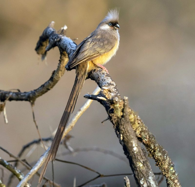 Zanzibar Birding: Coastal Species on the Spice Island