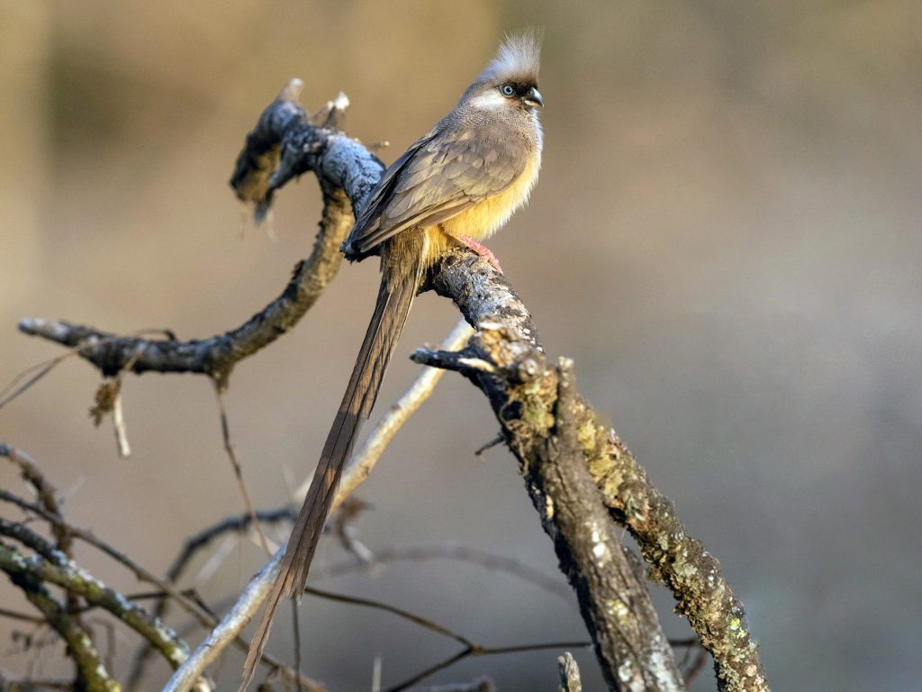 Zanzibar Birding: Coastal Species on the Spice Island