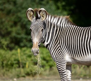 A Watering Hole Reunion After the Long Dry Season