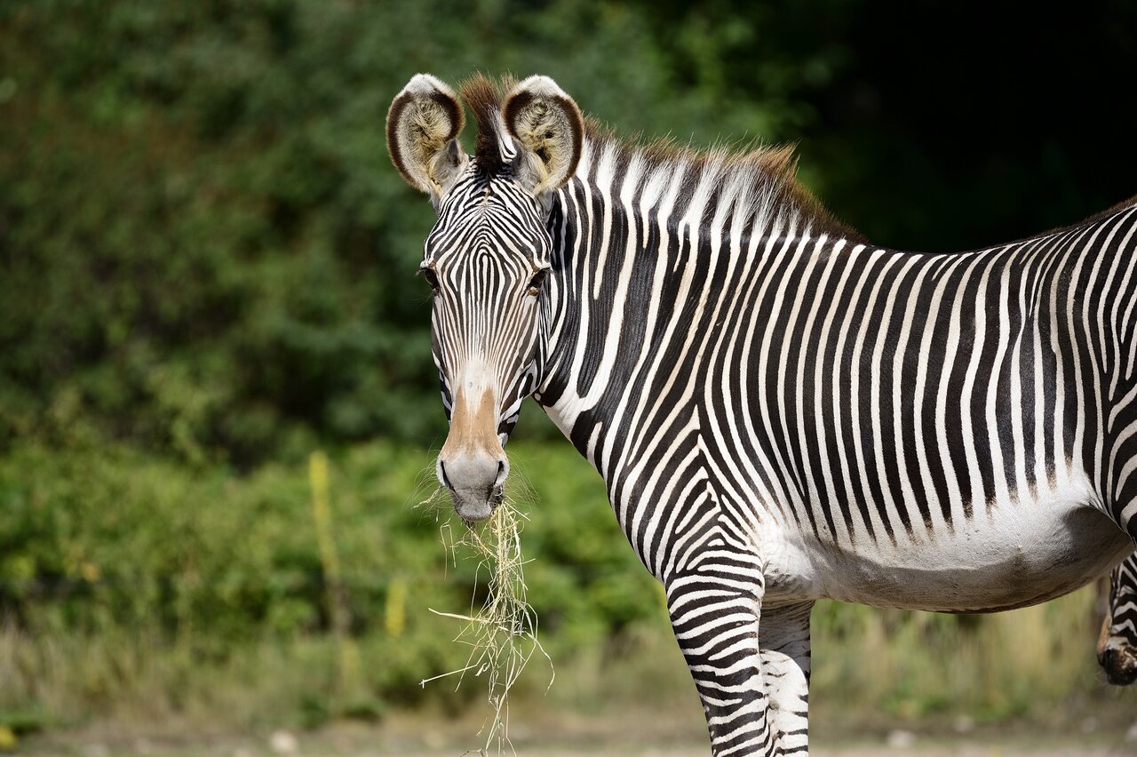 A Watering Hole Reunion After the Long Dry Season