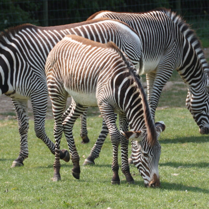 zebra sighting A Sudden Downpour Scattered the Herd in Seconds