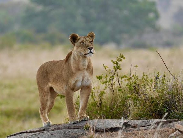 5 Day Uganda Lion and Wildlife Safari