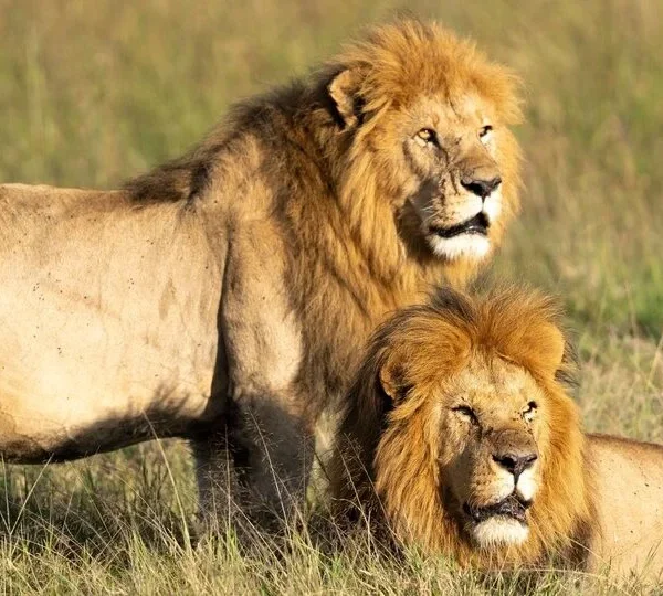 7 Day Kenya Lion Safari Itinerary
