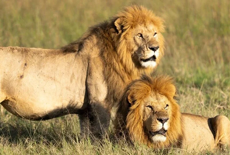 7-Day Kenya Lion Safari Itinerary 7-Day Kenya Lion Safari Itinerary