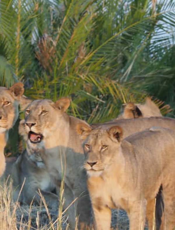 A Day in the Life of a Lion Pride