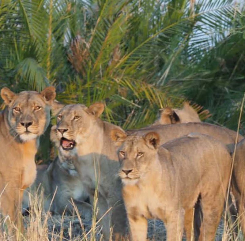 A Day in the Life of a Lion Pride A Day in the Life of a Lion Pride